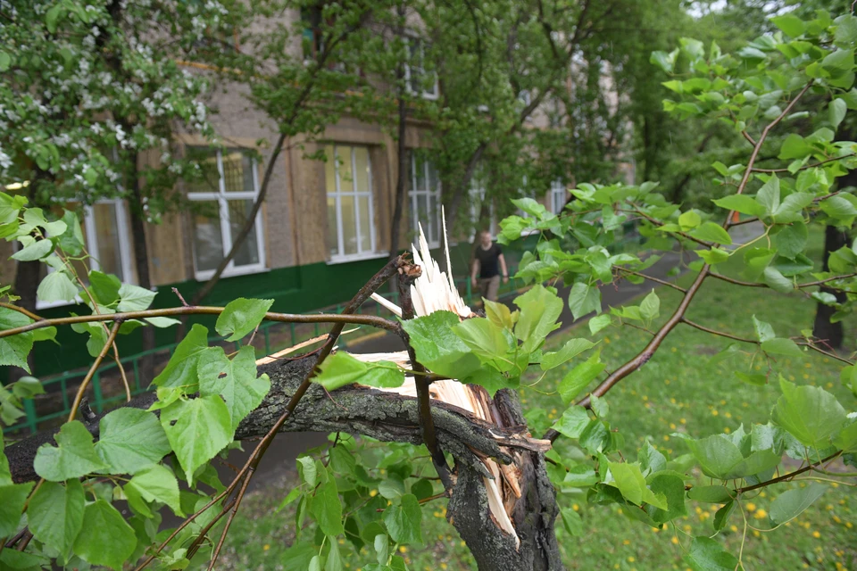 В непогоду нельзя стоять рядом с деревьями, легкими конструкциями и вывесками