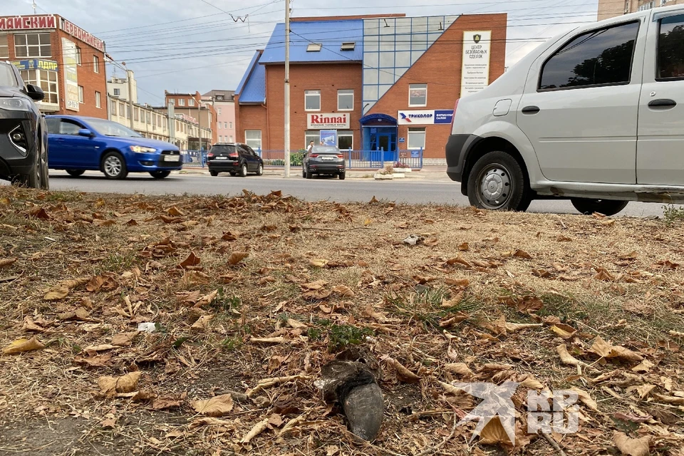 Коровьи рога, засиженные мухами, валяются в центре Рязани.