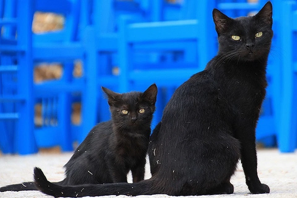 В пятницу, 13-го, лучше избегать встреч с черными кошками.