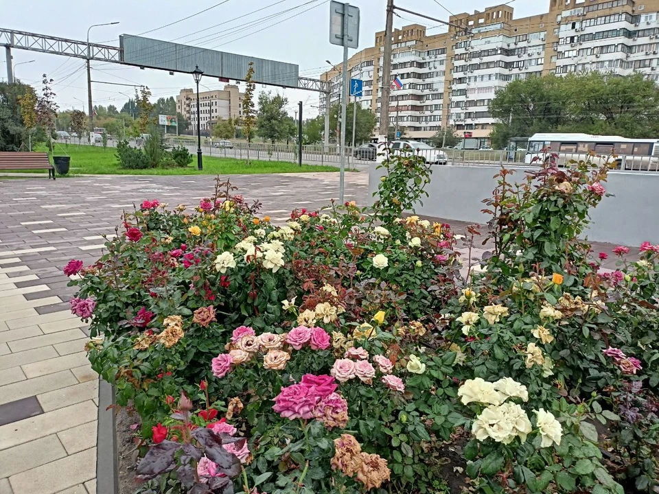 В Волгограде обещают тепло.