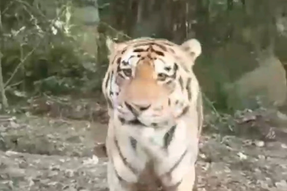 Тигр не был агрессивным. Фото: принтскрин видео amurtigercenter.