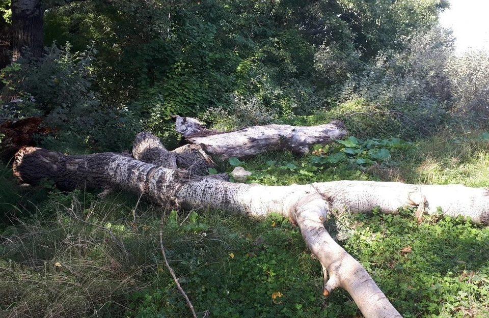 Необходима тяжелая техника. Фото: Севприроднадзор