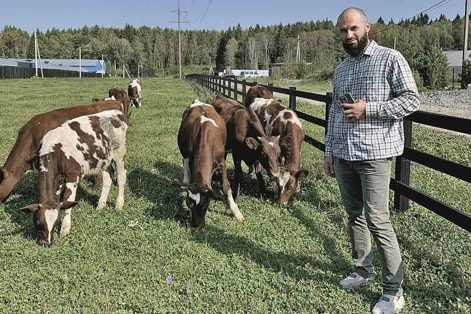 Фермер из Московской области Тахир и его буренки ждут гостей.