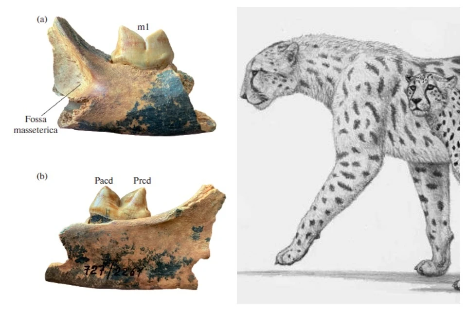 Древний хищник был вдвое крупнее современного вида. Фото: paleo.ru