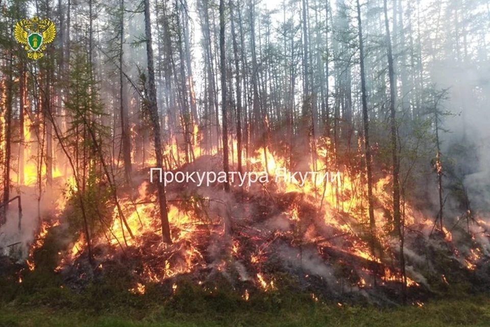 С жителя Якутии взыскали 500 тысяч рублей за сожженный лес