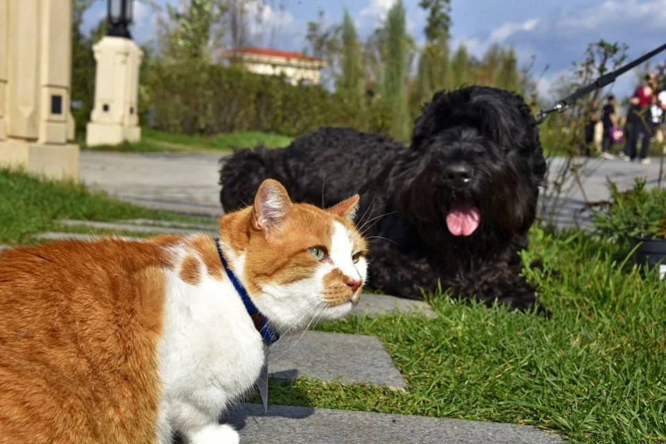 Мостик осматривал территорию вместе с собакой Коби. Фото: пресс-служба правительства Севастополя