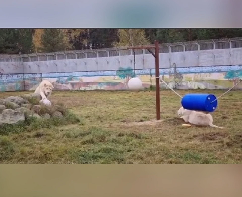 Лавина не подпускает Кая к новой игрушке. Скриншот с видео, Ярославский зоопарк