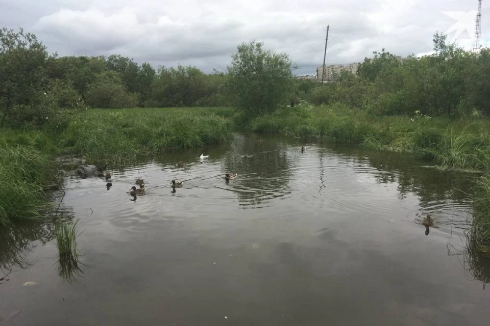Разработчиков концепции вдохновили водоемы Долины Уюта.