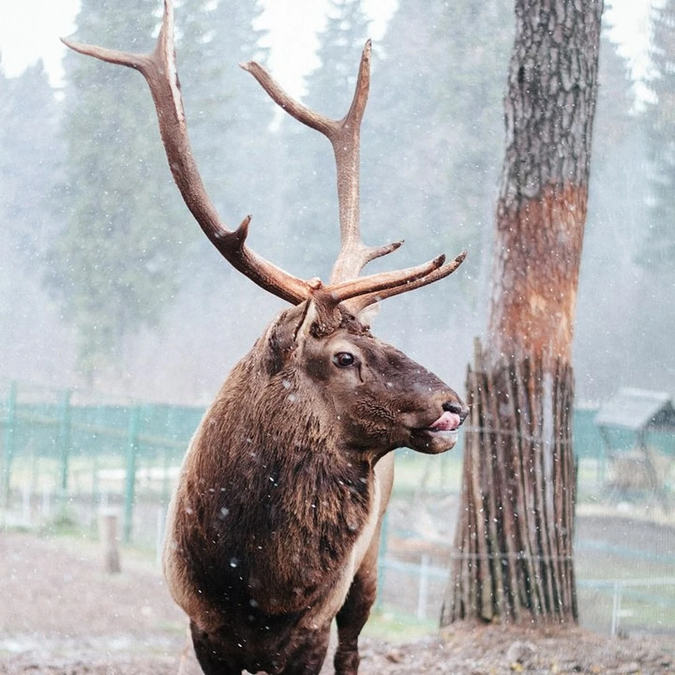 Фото: vk.com/kostromazoo