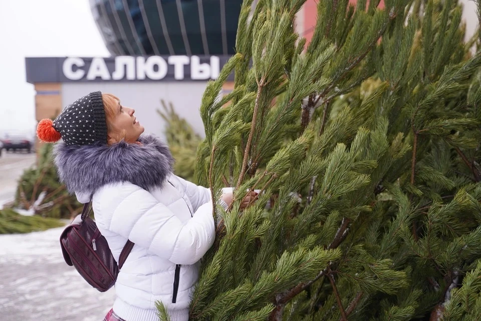 Эколог Каюмов: самое экологичное украшение на Новый год - букет еловых веток
