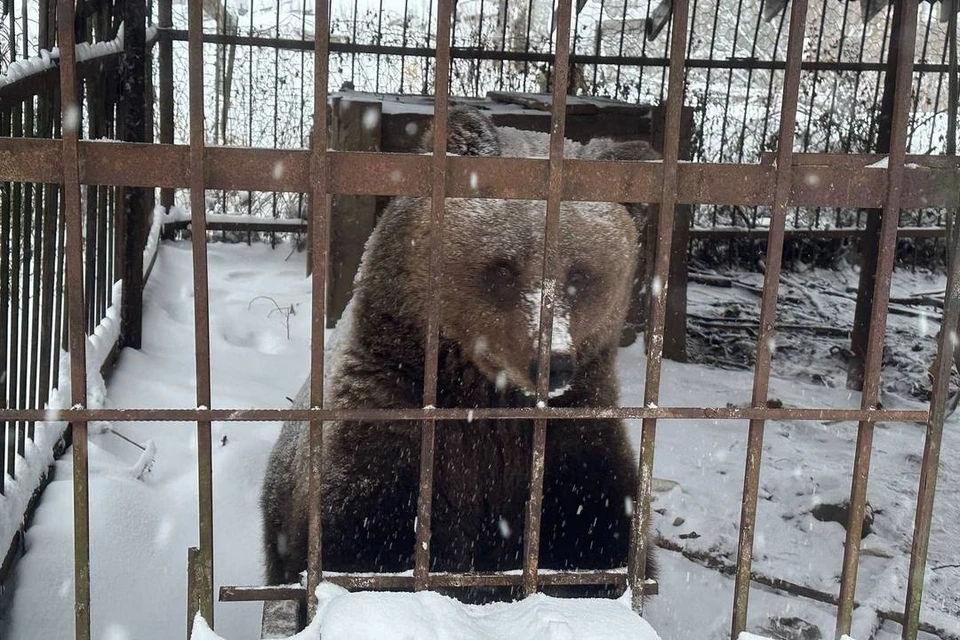 Медведицу Машу передадут в зоопарк в Новгородской области. Фото: пресс-служба прокуратуры Ленобласти