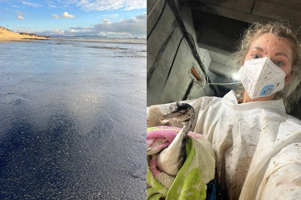 Пляжи Анапы залило мазутом, попавшим в воду после крушения двух танкеров. Дарья - один из добровольцев, кто спасает пострадавших птиц Фото: предоставлено Дарьей Снигиревой