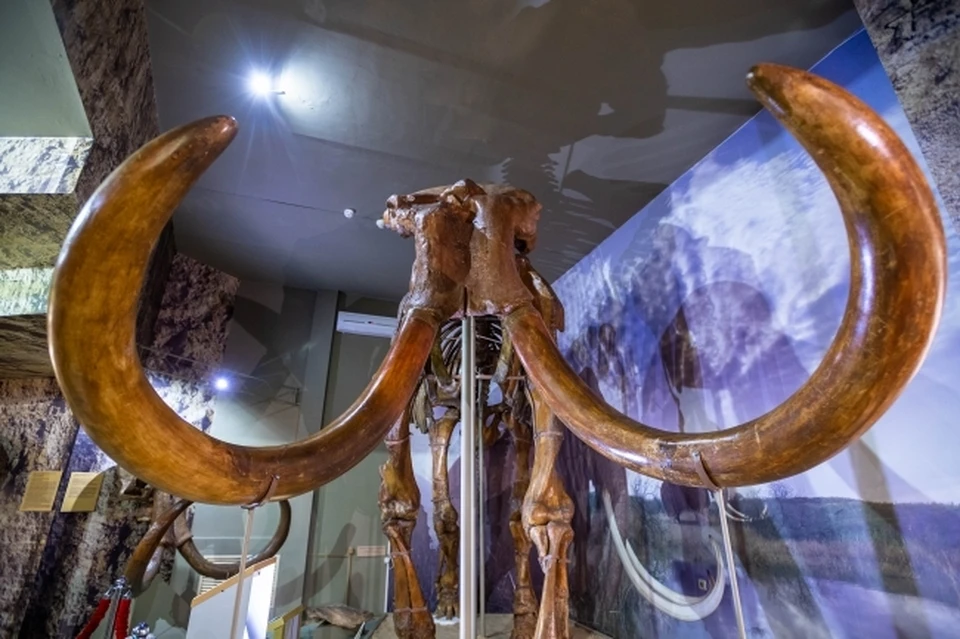 Около 140 тонн костей мамонта обработали в аэропорту Якутска