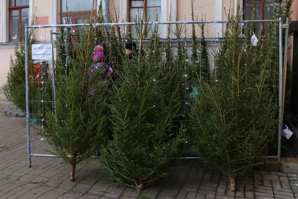 Ленинградский зоопарк получил елки с незаконных базаров.