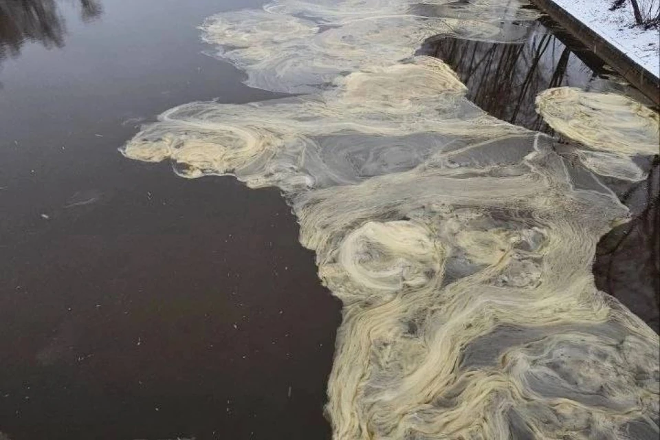 Ледяное сало путешествует по водам Петербурга и Ленобласти. Фото: Пресс-служба Красногвардейского района/Нина ДУБОВИК