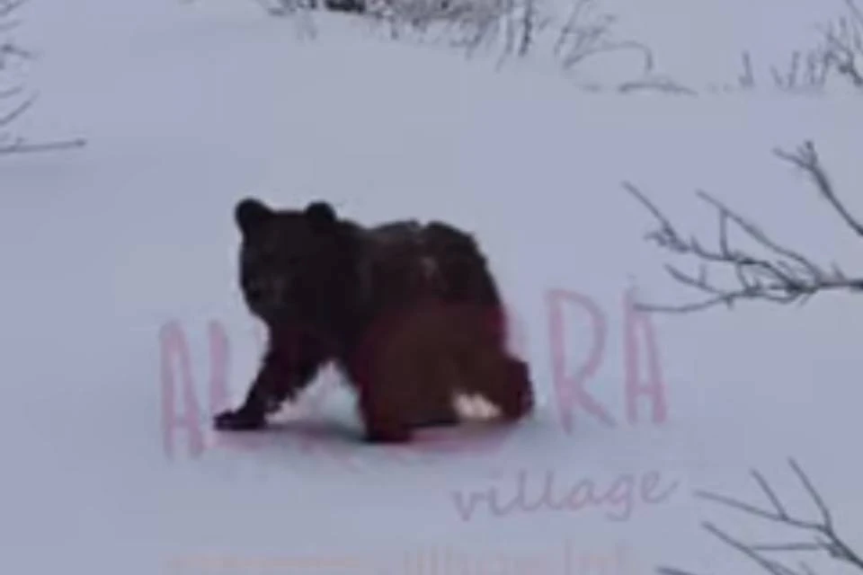 У глэмпинга заметили медвежью семью. Фото: скриншот видео / vk.com/auroravillagemurmansk