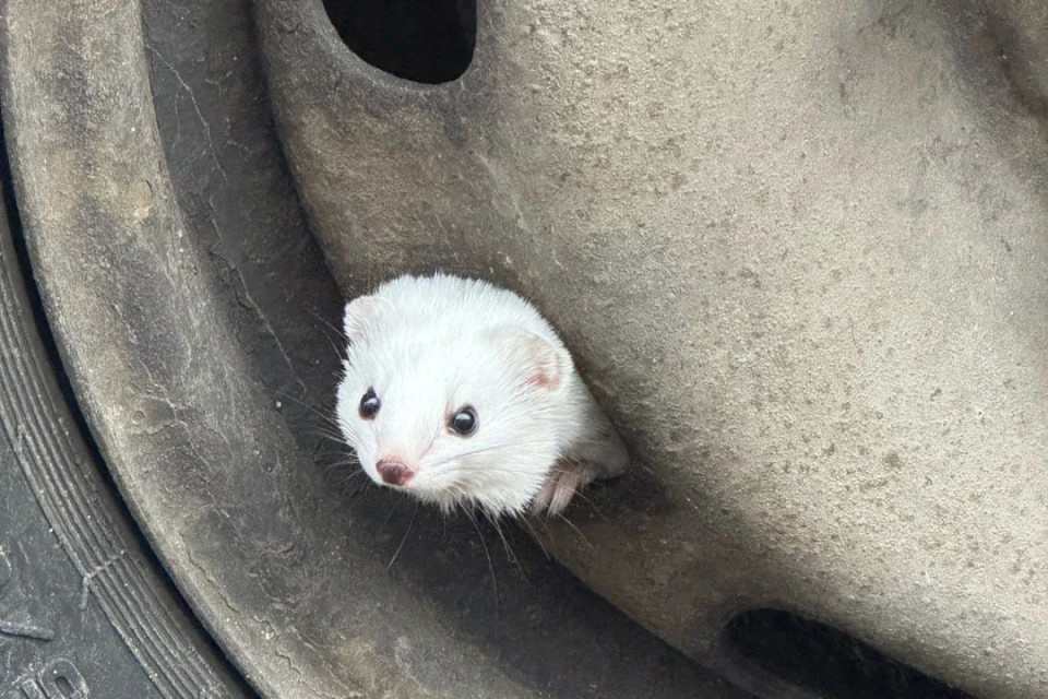 Белоснежная ласка выглядывает из под грязного колеса автомобиля. Фото: «Ульянка»/ Юлия Волченкова.