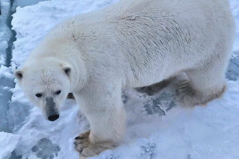 Фото: Анастасия Камкова/Климентий Камнев