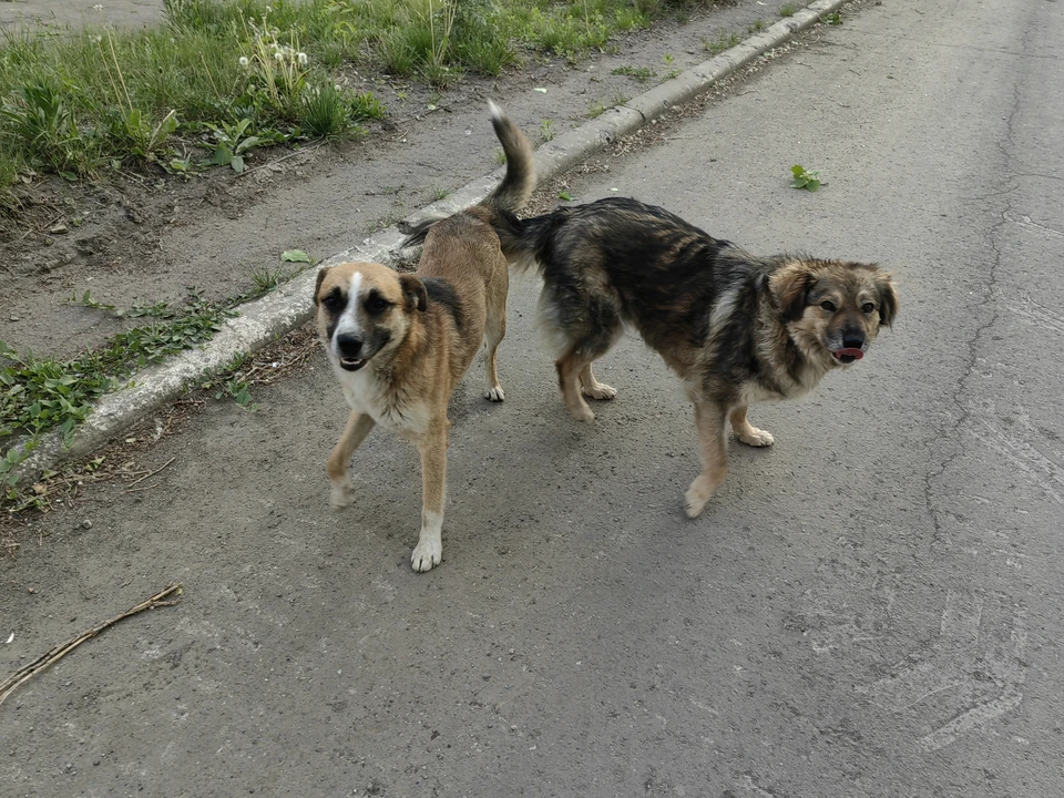 В Таганроге займутся отловом бродячих псов