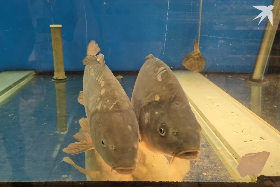Под Чашниками начнут выпускать рыбные консервы из пресной и морской рыбы. Фото: архив «КП».