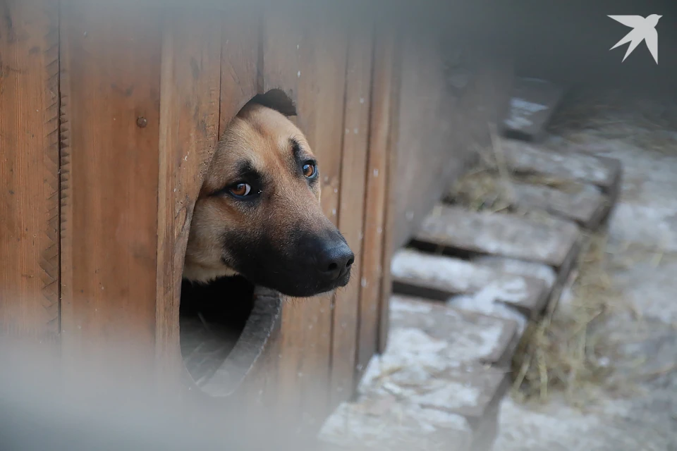 В Кольском Заполярье пока не будут создавать новые приюты для животных.