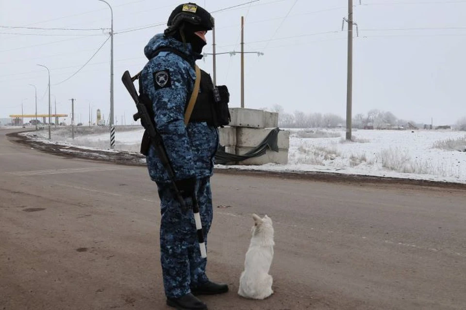 Люди покинули свои дома из-за сложной обстановки, а Буч прибился к полицейскому посту