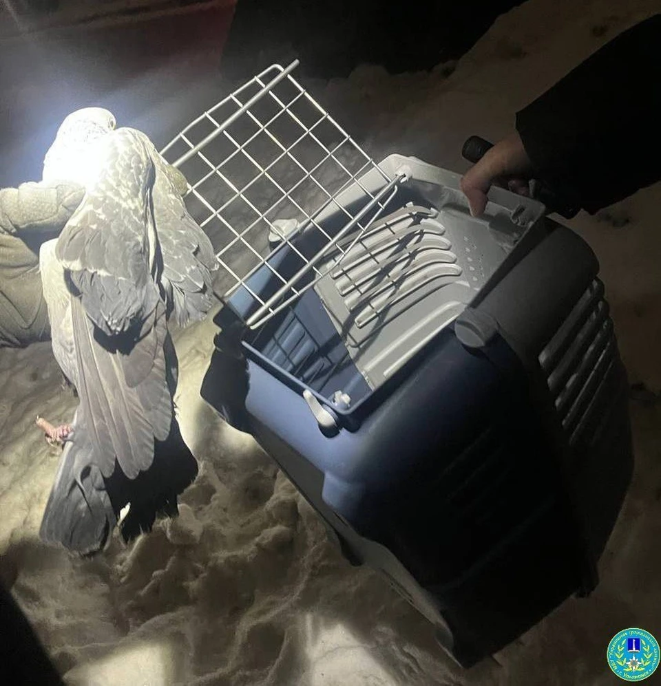 Ульяновские спасатели вытащили голубя, застрявшего в проводах на столбе уличного освещения. Фото Управление гражданской защиты Ульяновска
