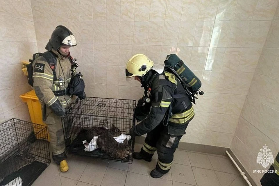 Трех патагонских мар вынесли из задымленного помещения. Фото: пресс-служба ГУ МЧС России по Ростовской области