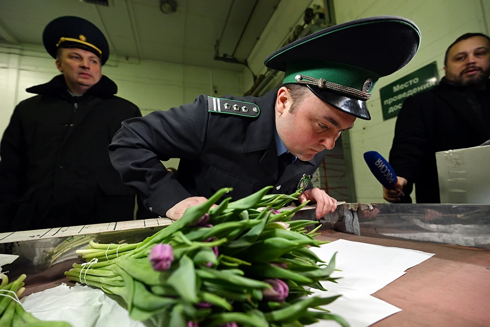 Ежедневно таможенники оформляют по 450 тонн свежих цветов. Это до полусотни грузовиков в сутки