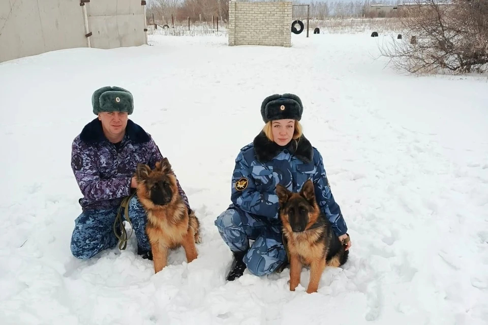 Двух щенков Чару и Чайру приняли на службу в колонию Новоульяновска | ФОТО: УФСИН России по Ульяновской области