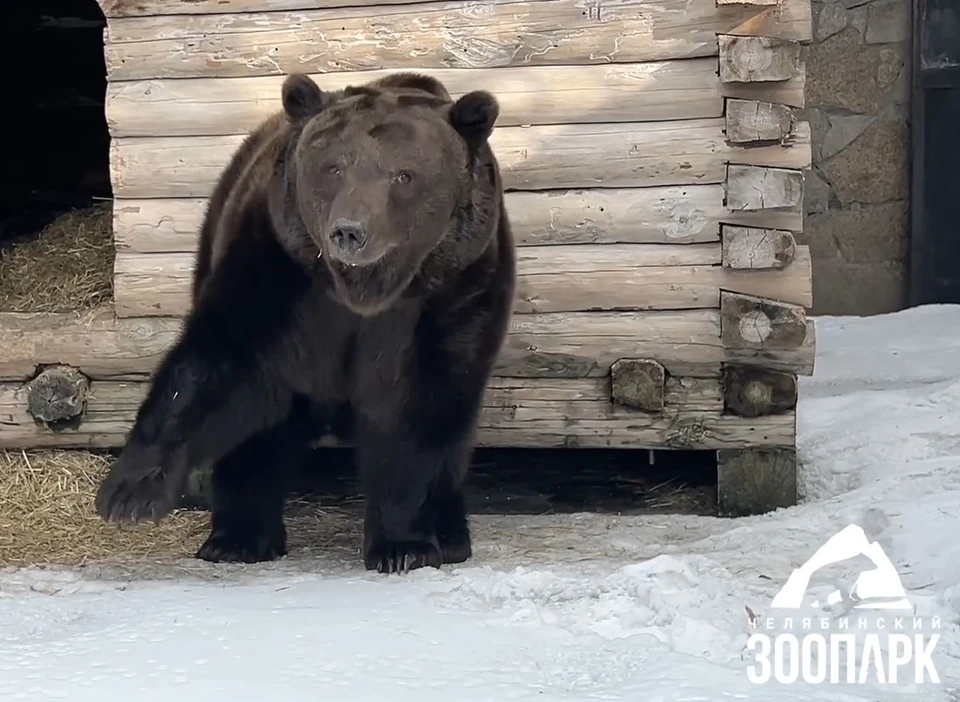 Медведь Малыш. Фото: челябинский зоопарк
