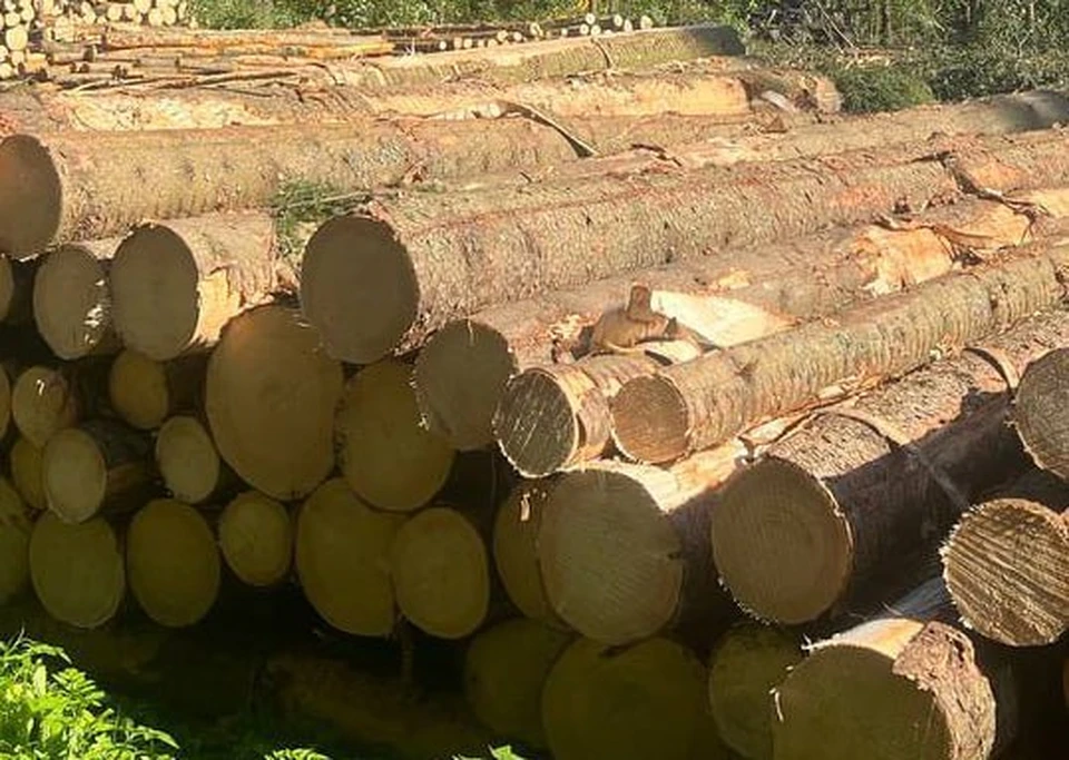 В Калужской области уволили директора одного из лесничеств