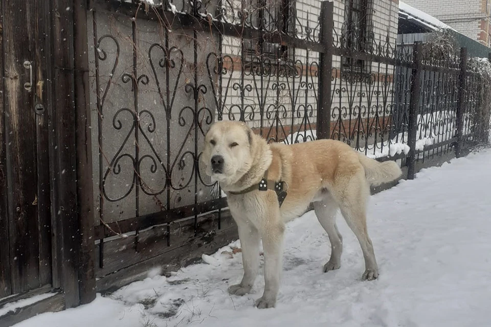 Алабай провел у чужого забора весь день. Фото: Яна Гуманец