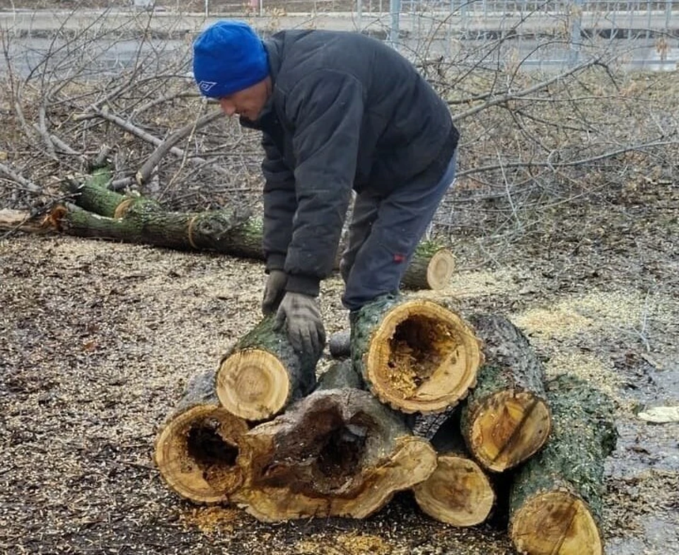В Ульяновске на Октябрьской снесли клён. ФОТО: тг-канал Центра по благоустройству и озеленению Ульяновска