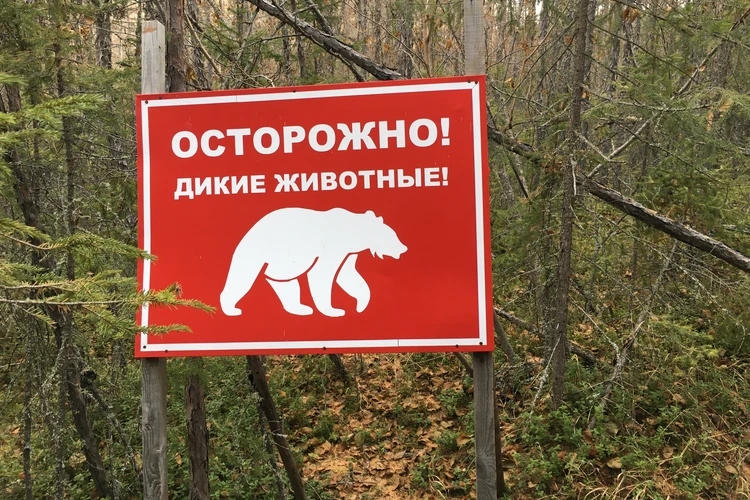 «Медведи проснулись, дней через десять начнут искать еду…» Следы животных заметили в Спасском районе