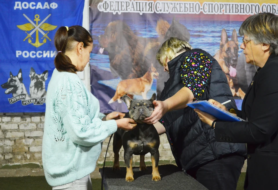 В Мариуполе прошла первая сертификатная выставка собак. Фото: Вита Правосудова