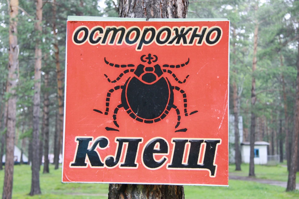 Клещи на Алтае переносят боррелиоз, тиф, энцефалит
