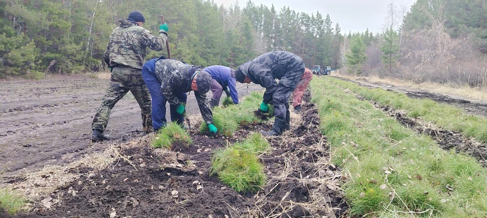 Фото: отделы ГУЛХ Черлакское и Исилькульское лесничества