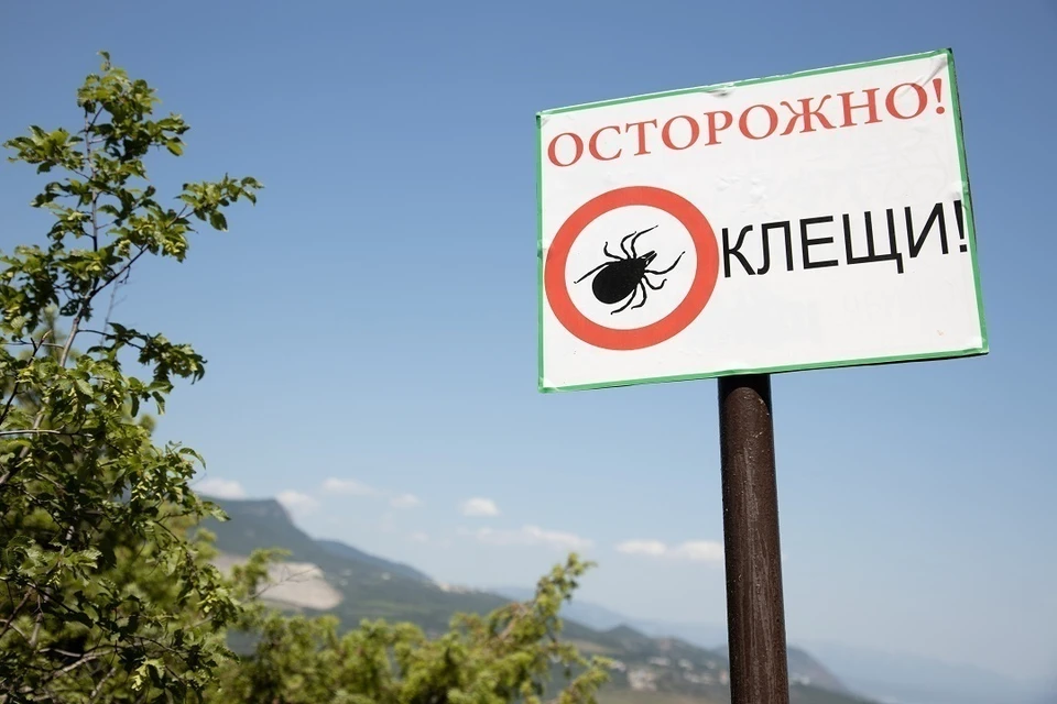 36 укусов клещей зафиксировали в Новосибирской области в 2025 году.