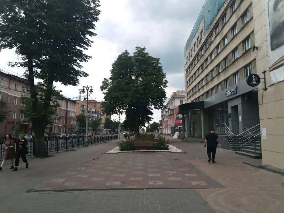 Мэрия сообщила, что саженцы закупают