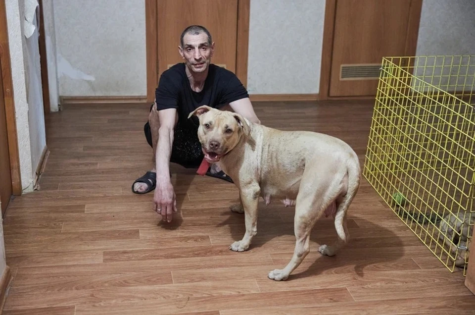 Владелец псов собирается доказывать, что его питомцы не виноваты