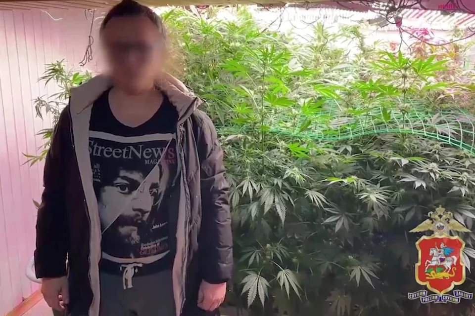 В Дмитрове мужчина выращивал коноплю и изготавливал из нее марихуану