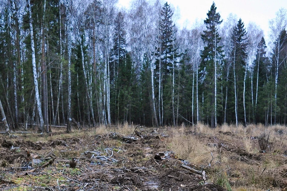 В 2025 году в Новосибирской области хотят восстановить 3,5 тысячи гектаров леса