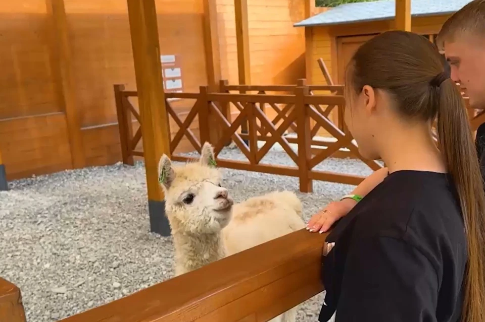Первый юбилей отметил Альпака парк в сочинской Ривьере Фото: кадр из видео