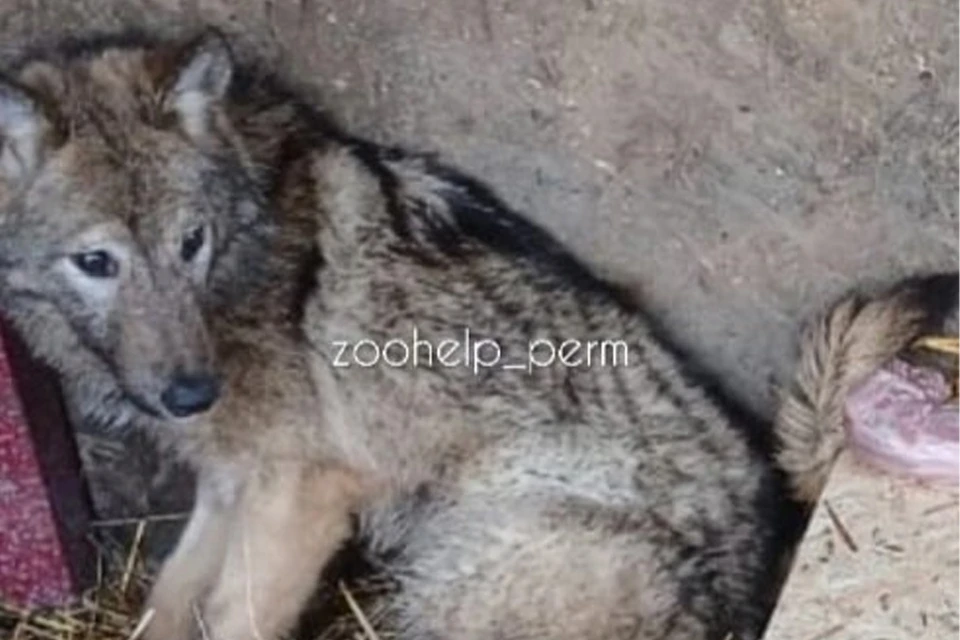 Фото: ССП Zoohelp Антидогхантер Пермь | vk.com/zoohelp_perm