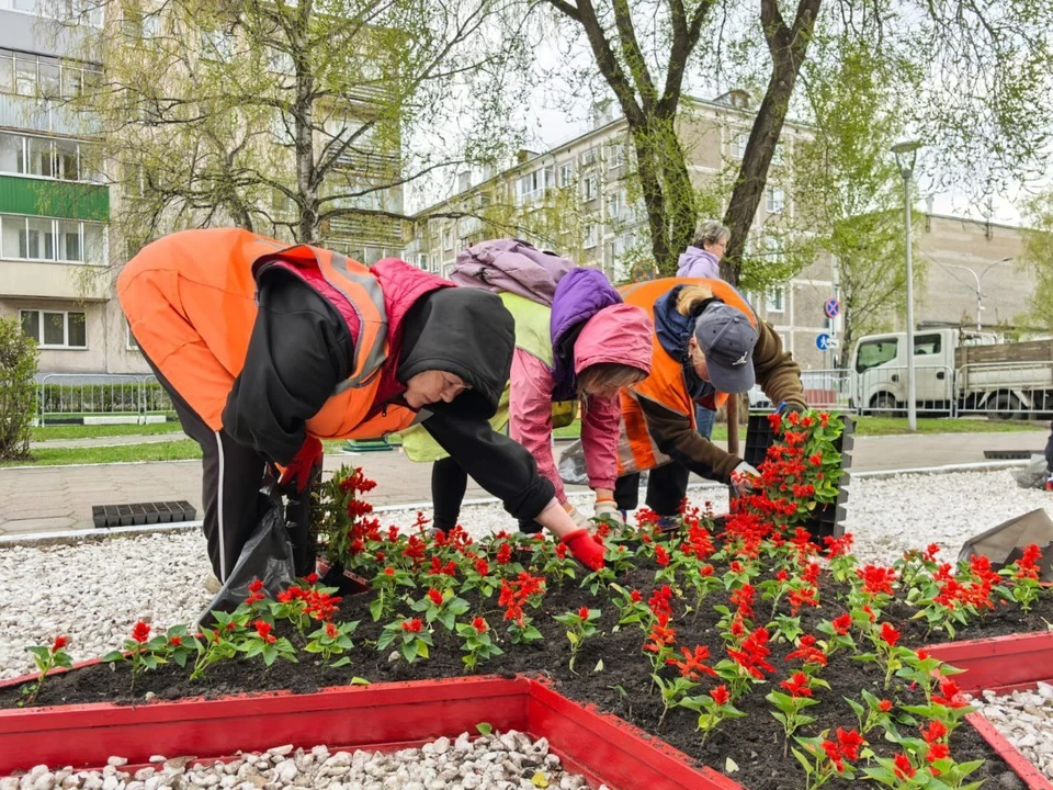 На Бульваре героев ко Дню Победы начали высаживать цветы. Телеграм - канал Дениса Ильина.