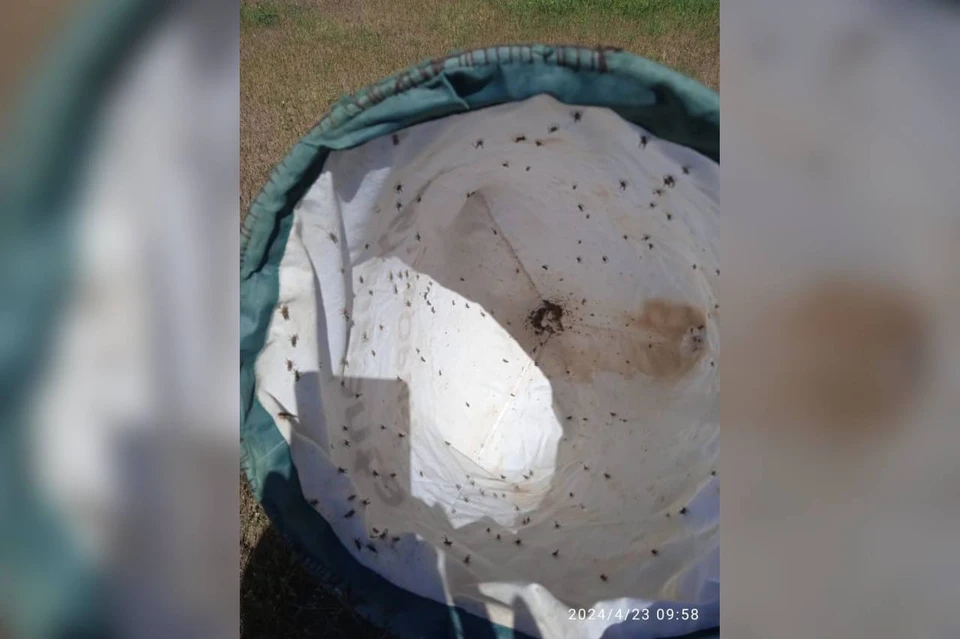 На двух пастбищах Ставрополья обнаружили мароккскую саранчу. Фото: Россельхозцентр Ставрополья