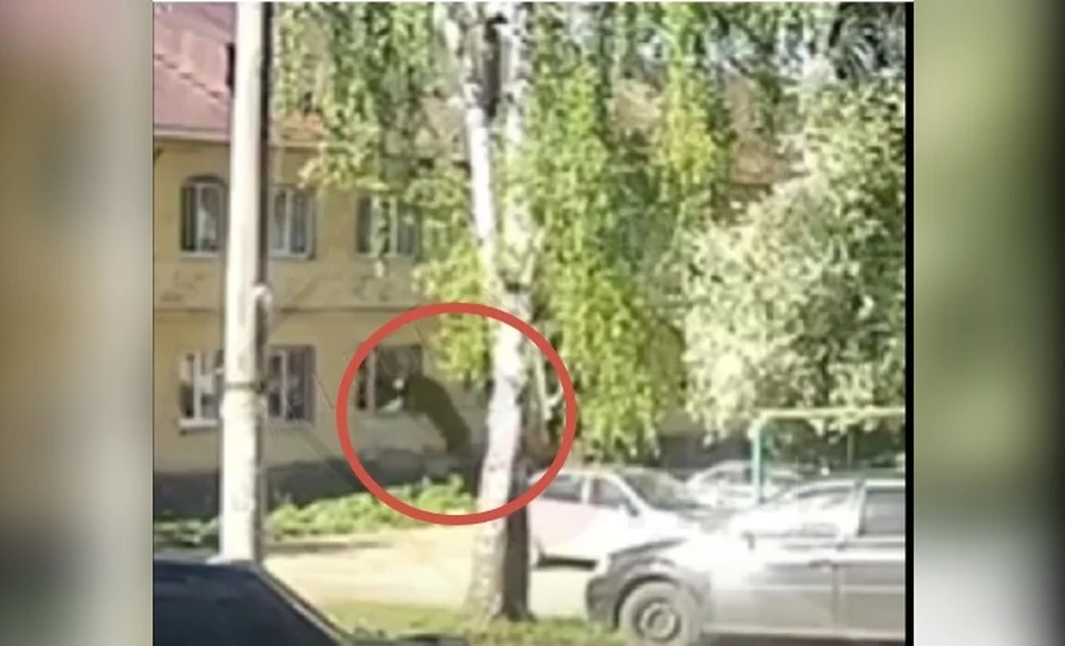 В уфимской Шакше лось «протаранил» окно жилого дома.