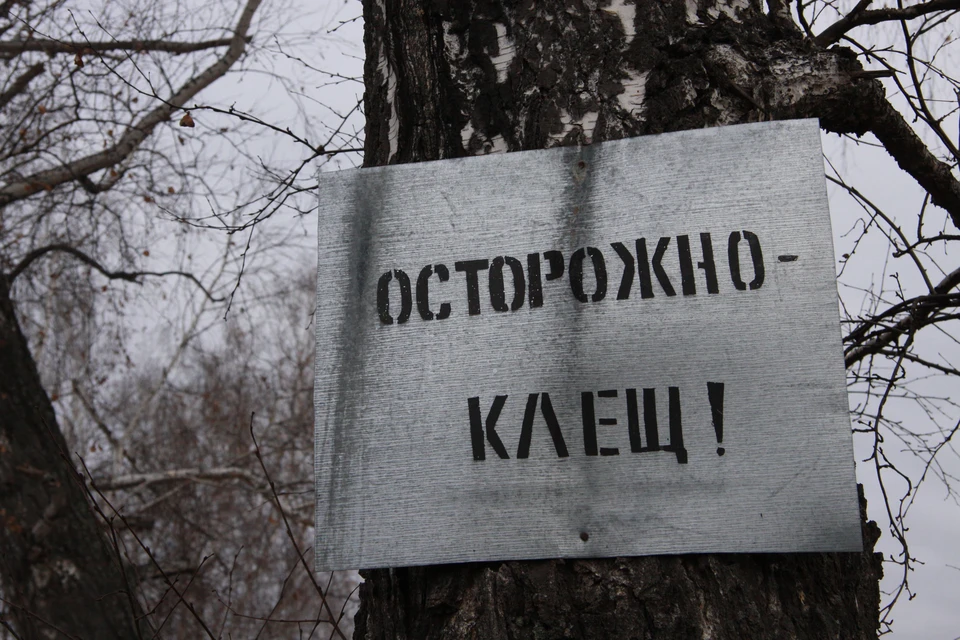 Именно май является пиковым месяцем по количеству обращений за медицинской помощью после укусов клещей.