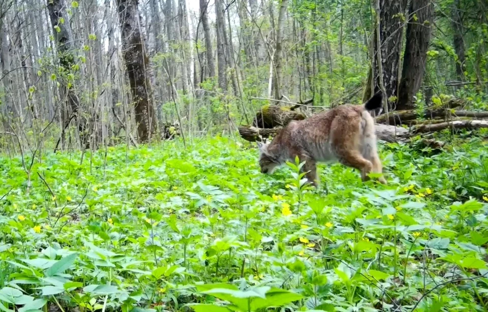 В калужском заповеднике на видео попала краснокнижная рысь.